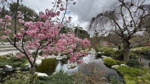 Pink cherry blossoms in full bloom arching over a serene koi pond at the Japanese Friendship Garden in San Diego’s Balboa Park.